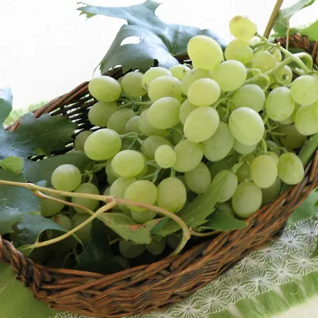 Pasman 14788c Mali Pašman