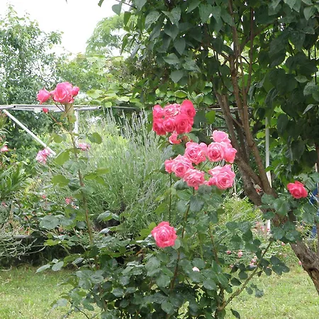 Apartmán Pasman 14788c Mali Pašman