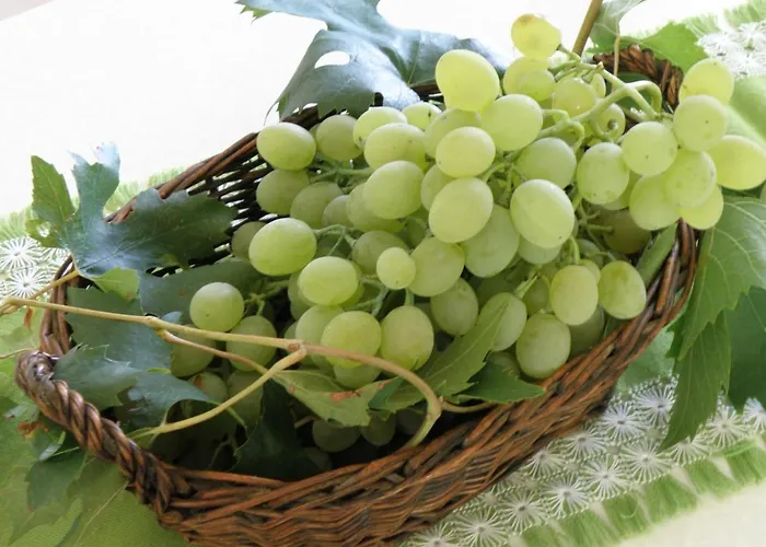 Pasman 14788c Mali Pašman